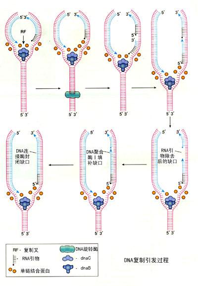 DNA复制方向
