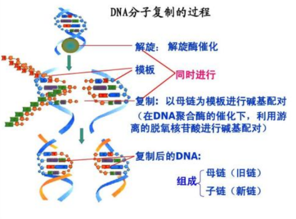 DNA复制过程