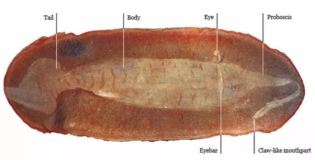 马荣溪诡异化石中是什么生物?揭秘诡异的塔利怪物
