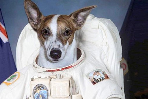 小狗莱卡为何一直在太空?现在还活着吗?