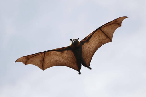 澳大利亚倒挂巨型蝙蝠长什么样 澳大利亚倒挂巨型蝙蝠图片