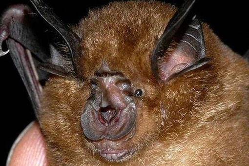 世界上哪种蝙蝠最可怕 世界上最可怕的蝙蝠图片